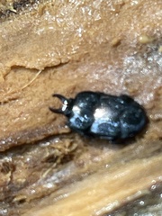 Histeridae