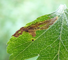 Stigmella oxyacanthella