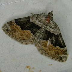 Xanthorhoe quadrifasiata
