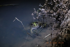 Fejervarya cancrivora