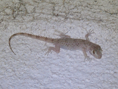 Tenuidactylus caspius