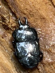 Histeridae