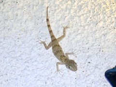 Tenuidactylus caspius