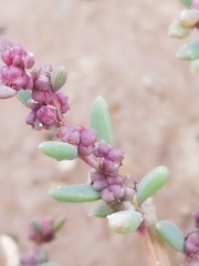 Suaeda maritima