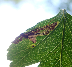 Stigmella oxyacanthella