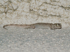 Tenuidactylus caspius