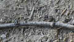 Bagrada hilaris
