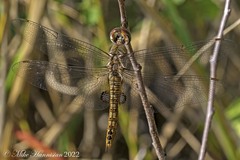 Pantala hymenaea