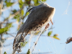 Stegodyphus dumicola