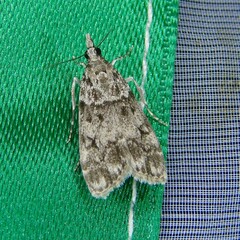 Eudonia lacustrata
