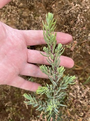 Suaeda