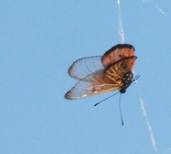 Acraea neobule