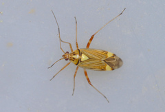 Rhabdomiris striatellus