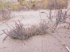 Suaeda maritima