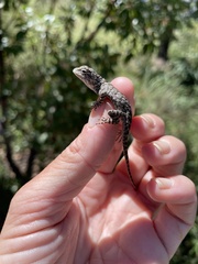 Sceloporus clarkii