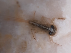 Ephemeroptera