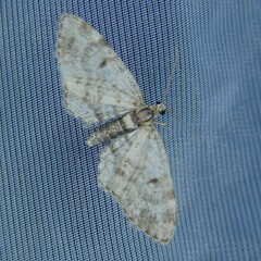 Eupithecia tantillaria