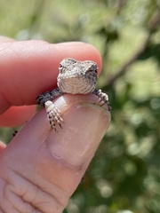 Sceloporus clarkii