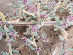 Suaeda maritima