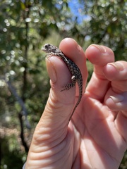 Sceloporus clarkii
