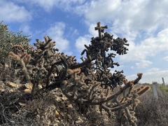 Cylindropuntia prolifera