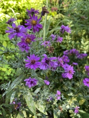 Symphyotrichum novae-angliae