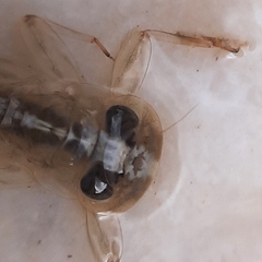 Ephemeroptera