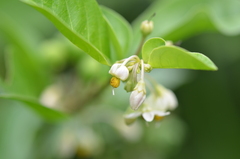 Solanum diphyllum