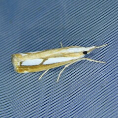 Catoptria myella