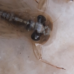 Ephemeroptera