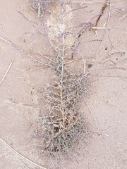 Suaeda maritima