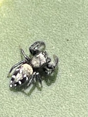 Paraphidippus basalis