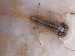 Ephemeroptera