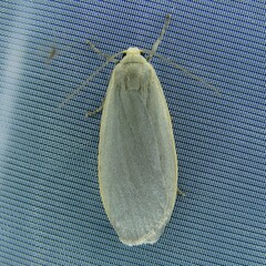 Eilema griseola