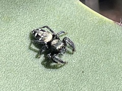 Paraphidippus basalis