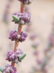 Suaeda maritima