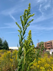 Solidago altissima