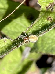 Dictynidae