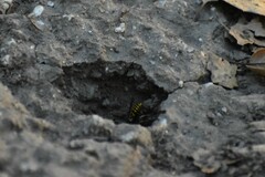 Vespula pensylvanica