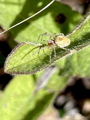 Dictynidae