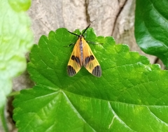 Dycladia