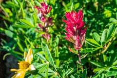 Castilleja parviflora oreopola