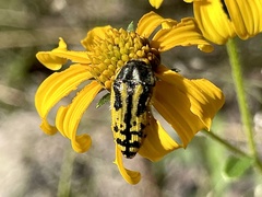 Acmaeodera amplicollis