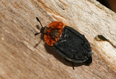 Oiceoptoma thoracicum