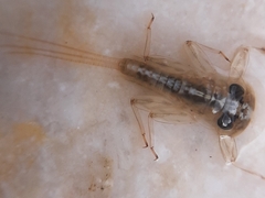 Ephemeroptera