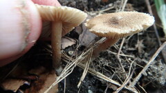 Inocybe flocculosa