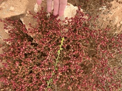 Mesembryanthemum nodiflorum