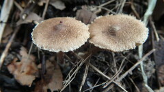 Inocybe flocculosa