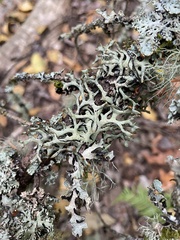 Hypogymnia inactiva