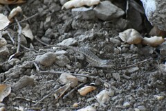 Sceloporus occidentalis longipes